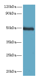 C5orf22 Polyclonal Antibody