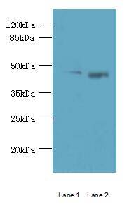 CCNJL Polyclonal Antibody