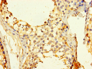 CDC25C Polyclonal Antibody (50 µl)