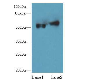 CFLAR Polyclonal Antibody