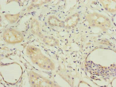 COBLL1 Polyclonal Antibody