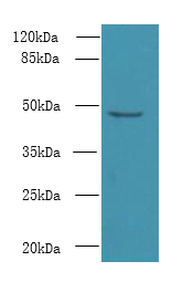 CPA2 Polyclonal Antibody