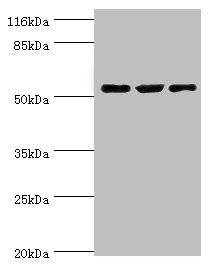 CRNN Polyclonal Antibody (100 µl)