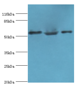 CRNN Polyclonal Antibody