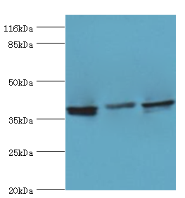 CRYZL1 Polyclonal Antibody