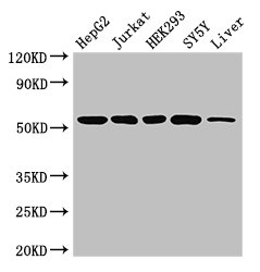 DCTN4 Polyclonal Antibody