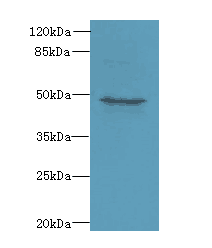 DCX Polyclonal Antibody