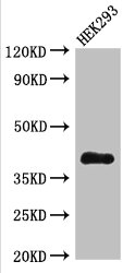 DHRS13 Polyclonal Antibody