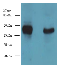 DMKN Polyclonal Antibody