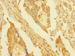 DPY30 Polyclonal Antibody