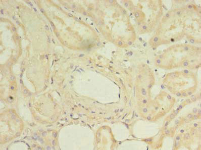 DYRK4 Polyclonal Antibody