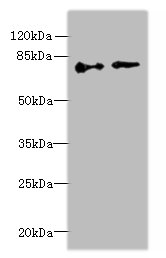 ECD Polyclonal Antibody (100 µl)