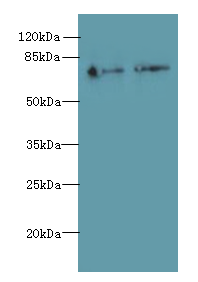 ECD Polyclonal Antibody