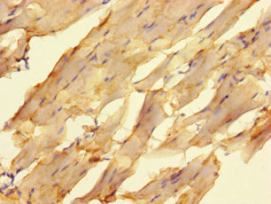 ELAC1 Polyclonal Antibody