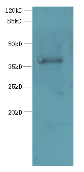 ELAVL1 Polyclonal Antibody (100 µl)
