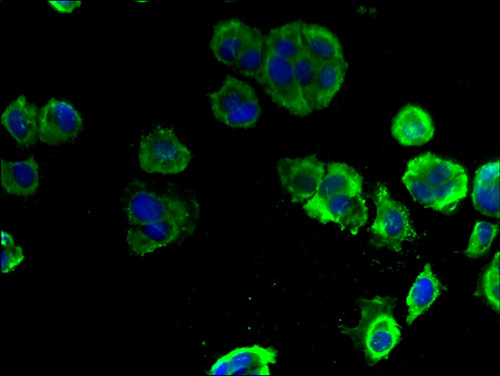 Immunofluorescent analysis of MCF-7 cells using ELOVL1 Polyclonal Antibody at a dilution of 1:100 and Alexa Fluor 488-congugated AffiniPure Goat Anti-Rabbit IgG(H+L)