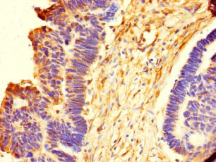 EMILIN1 Polyclonal Antibody