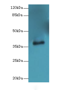 ERLIN1 Polyclonal Antibody