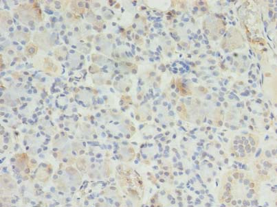 ERP27 Polyclonal Antibody