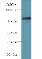 FAM126B Polyclonal Antibody
