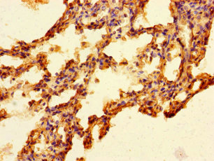 FAM131A Polyclonal Antibody
