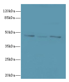 FAM53B Polyclonal Antibody