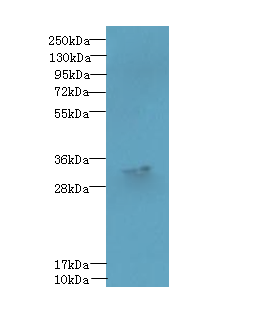 FAM92A1 Polyclonal Antibody