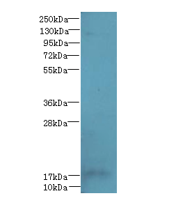 FAM96A Polyclonal Antibody