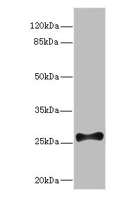 FGF13 Polyclonal Antibody