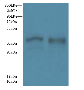 FPR1 Polyclonal Antibody