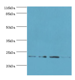 Fxn Polyclonal Antibody
