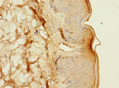 FXYD6 Polyclonal Antibody