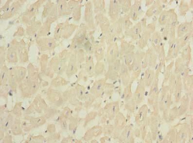 FXYD7 Polyclonal Antibody