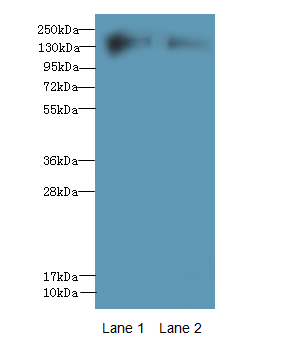 FYCO1 Polyclonal Antibody