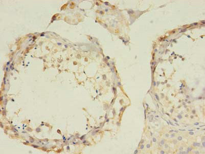 Immunohistochemistry of paraffin-embedded human testis at dilution of 1:100