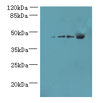 GHITM Polyclonal Antibody