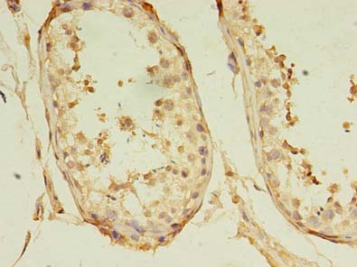 GKAP1 Polyclonal Antibody