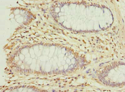 GNG10 Polyclonal Antibody