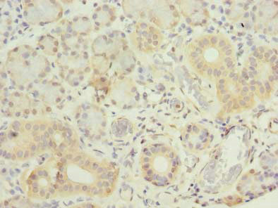 GNG4 Polyclonal Antibody