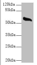 GPC4 Polyclonal Antibody (100 µl)