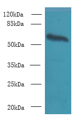 GPC4 Polyclonal Antibody