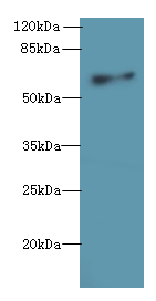 GPR75 Polyclonal Antibody