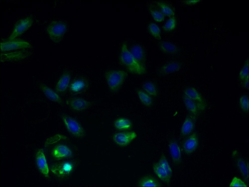 GPRC5B Polyclonal Antibody