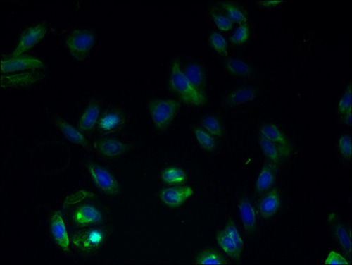 Immunofluorescent analysis of HepG2 cells using GPRC5B Polyclonal Antibody at a dilution of 1:100 and Alexa Fluor 488-congugated AffiniPure Goat Anti-Rabbit IgG(H+L)