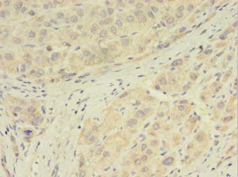 GPX7 Polyclonal Antibody