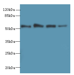 GSDMD Polyclonal Antibody