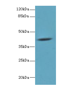 Western blot<br />All lanes: HM13 Polyclonal Antibody at 6ug/ml+ Mouse liver tissue<br />Goat polyclonal to rabbit at 1/10000 dilution<br />Predicted band size: 41 kDa <br />Observed band size: 41 kDa <br />