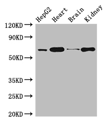 HNRNPL Polyclonal Antibody