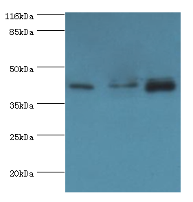 HS2ST1 Polyclonal Antibody