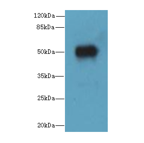 ICA1L Polyclonal Antibody